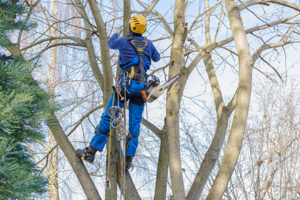 How Our Tree Care Process Works  in  Mapleton, MN