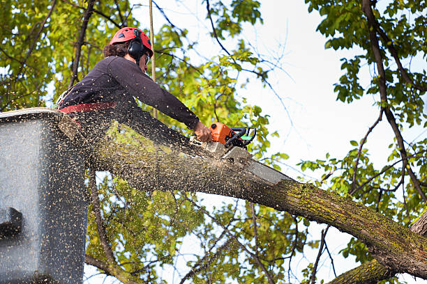 Professional Tree Care in Mapleton, MN