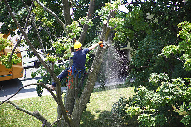 Best Hazardous Tree Removal  in Mapleton, MN